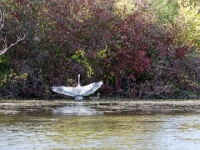70076RoCrLeUsm - A lovely Sunday afternoon with Beth kayaking Lake Scugog from Port Perry.jpg